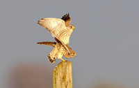 Torenvalk ♀, ♂, Common Kestrel, Kockengen 2026