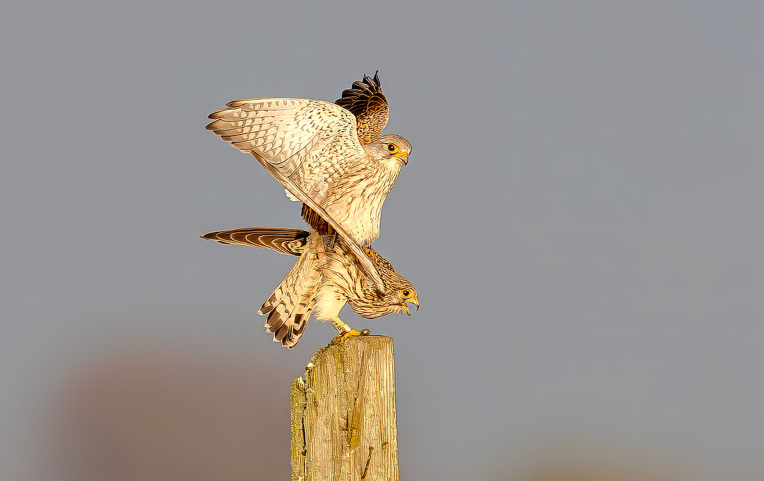 Torenvalk ♀, ♂, Common Kestrel, Kockengen 2026