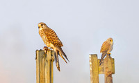 Torenvalk ♀, ♂, Common Kestrel, Kockengen 2026