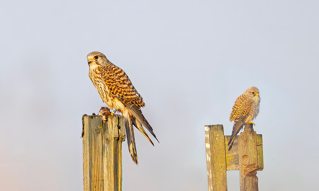 Torenvalk ♀, ♂, Common Kestrel, Kockengen 2026
