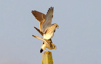 Torenvalk ♀, ♂, Common Kestrel, Kockengen 2026