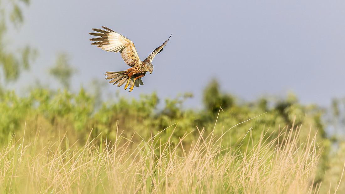 Bruine Kiekendief ♂, Eurasian Marsh Harrier, Kockengen 2024