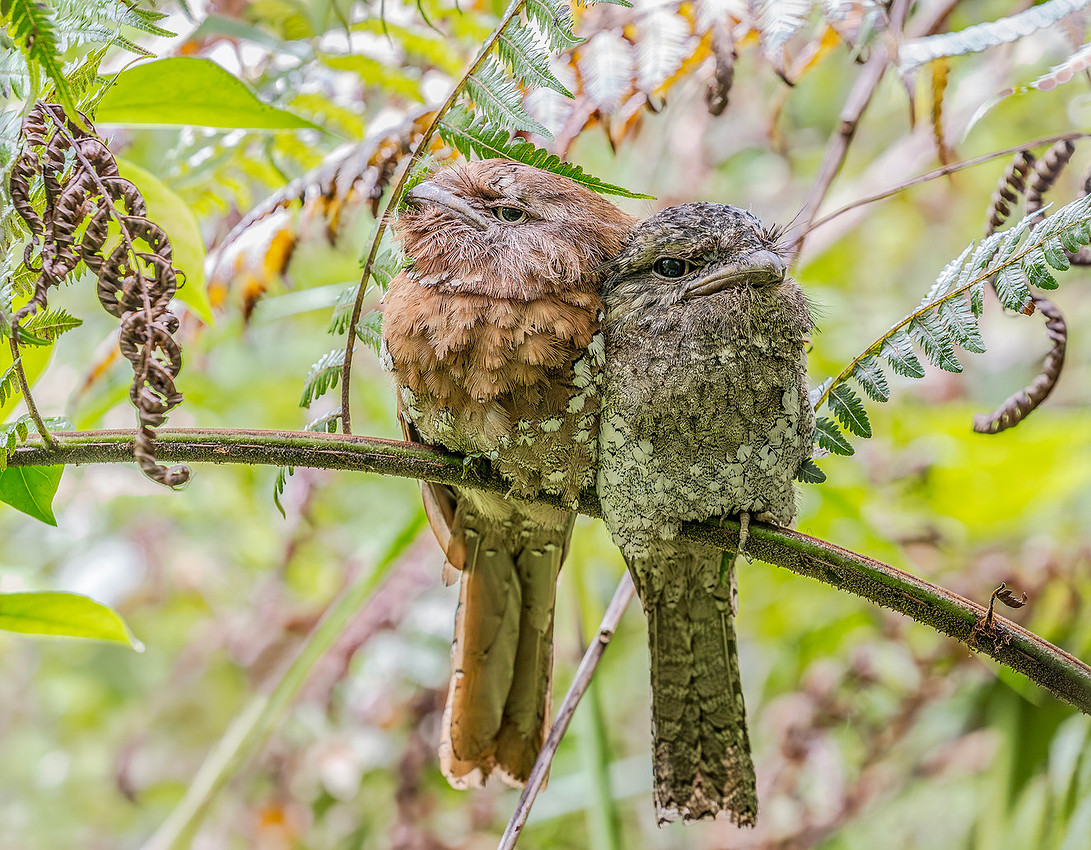 Sri Lanka Frogmouth ♂, ♀, Sri Lanka 2019