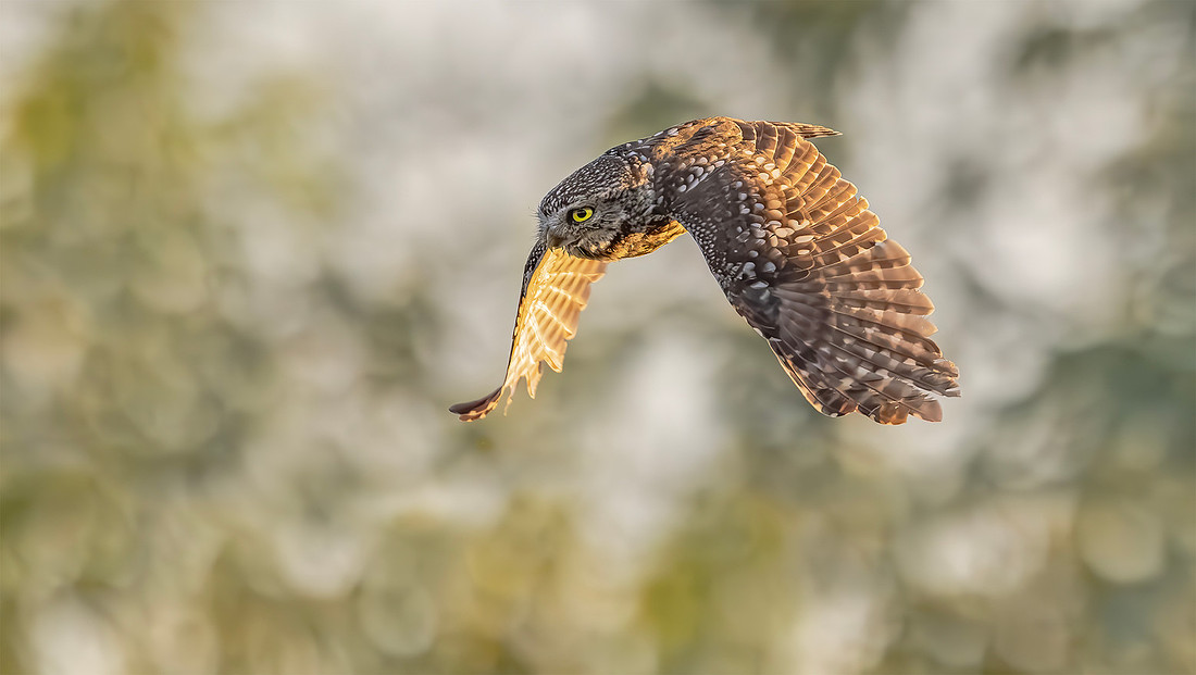 Steenuil, Little Owl, Groene Hart 2024