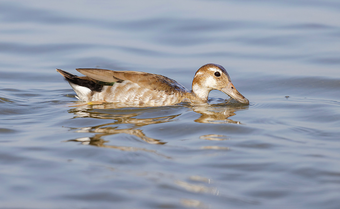 Red-shouldered Teal ♀, Ringteal, Lauwersmeer 2024