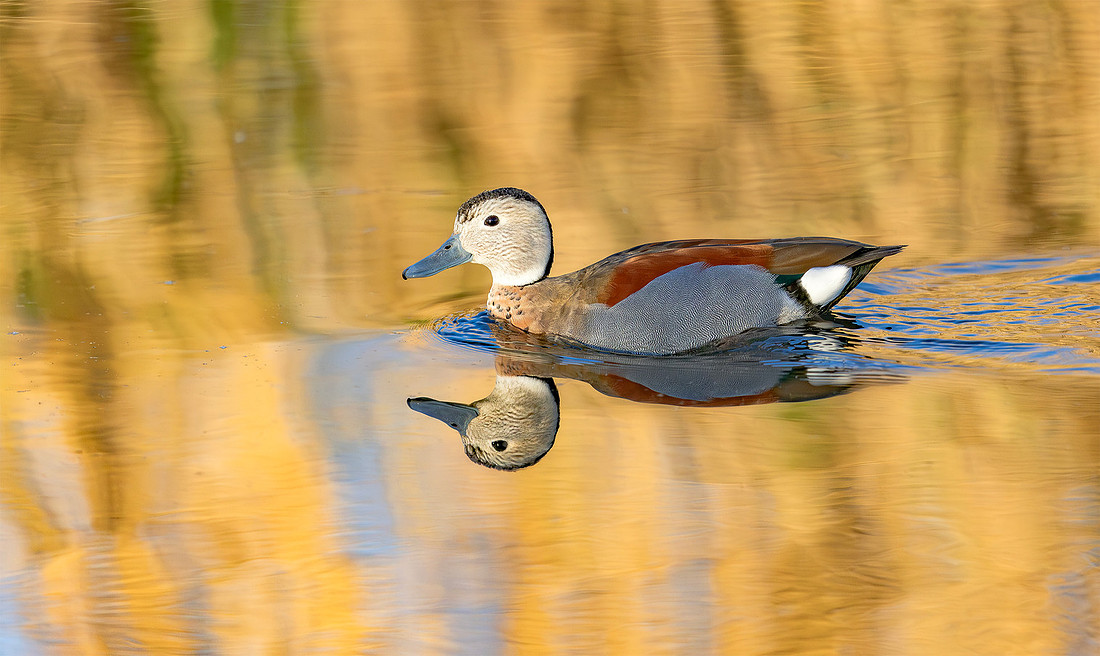 Red-shouldered Teal ♂, Ringteal, Bijleveld , Kockengen 2026
