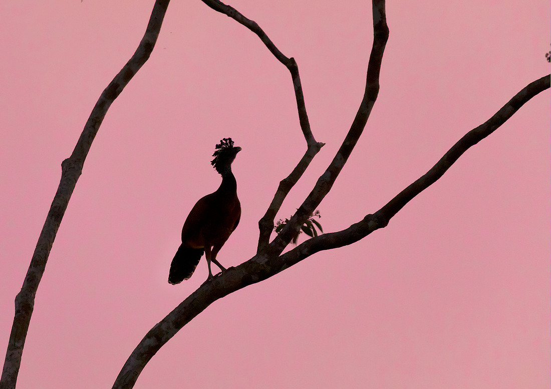 Great Curassow, Costa Rica 2022