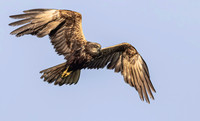 Bruine Kiekendief ♀, Eurasian Marsh Harrier, Kockengen  2024