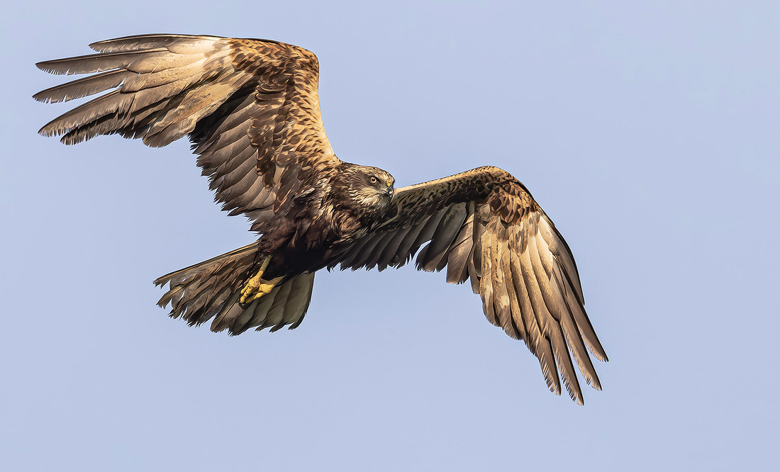 Bruine Kiekendief ♀, Eurasian Marsh Harrier, Kockengen 2024