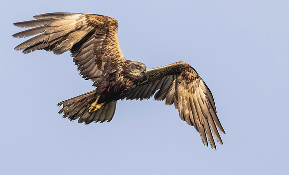 Bruine Kiekendief ♀, Eurasian Marsh Harrier, Kockengen  2024