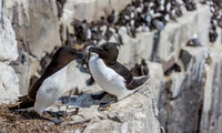 Alk, Razobill, Inner Farne, Farne Islands 2019