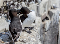 Alk, Razobill, Inner Farne, Farne Islands 2019