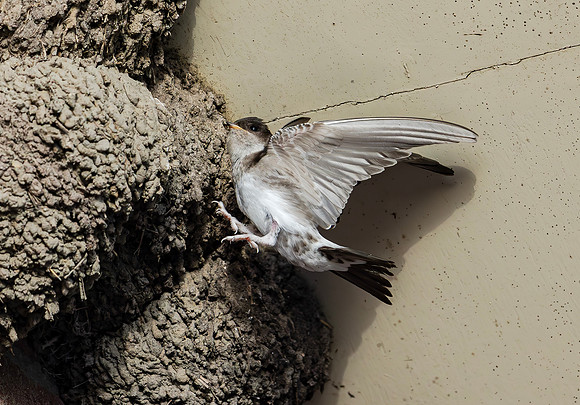 Huiszwaluw, House Martin, Kortrijk 2024