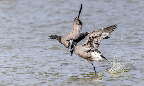 9617 Rotgans, Brent Goose, Texel 17-04-2026, 0S1A6257