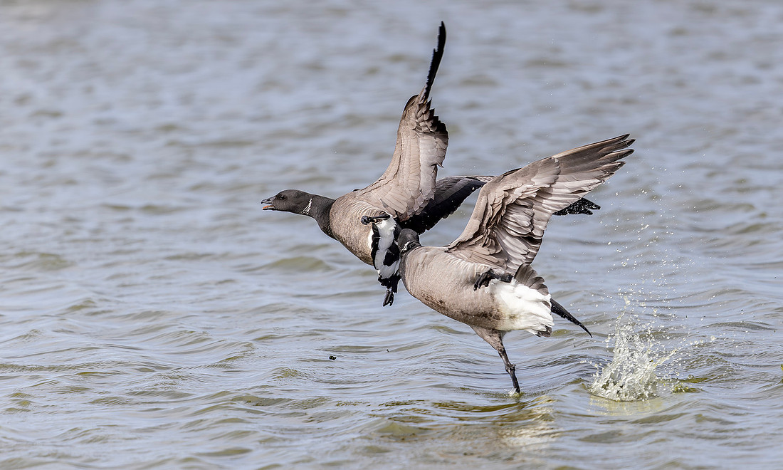 9617 Rotgans, Brent Goose, Texel 17-04-2026, 0S1A6257