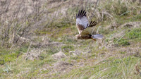 Bruine Kiekendief ♂, Eurasian Marsh Harrier, Texel 2026