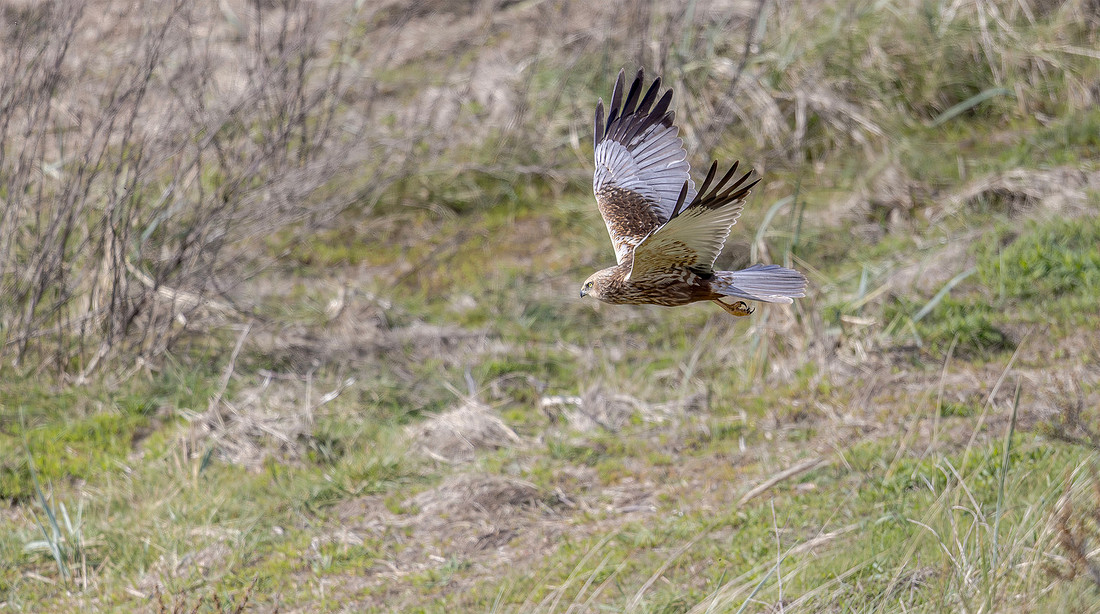 Bruine Kiekendief ♂, Eurasian Marsh Harrier, Texel 2026