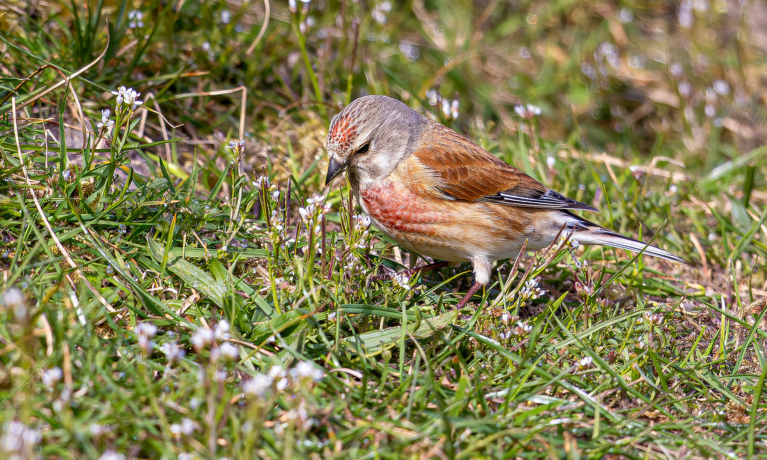 Kneu ♂, Common Linnet, Texel 2026
