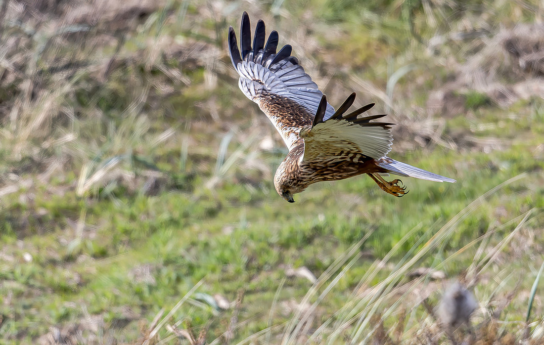 Bruine Kiekendief ♂, Eurasian Marsh Harrier, Texel 2026