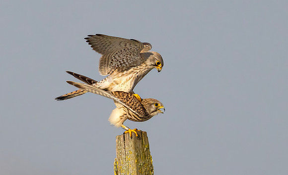 Torenvalk ♀, ♂, Common Kestrel, Kockengen 2026