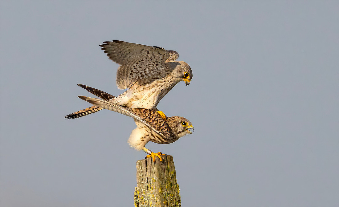 Torenvalk ♀, ♂, Common Kestrel, Kockengen 2026
