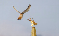 Torenvalk ♀, ♂, Common Kestrel, Kockengen 2026