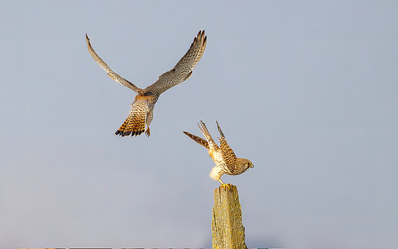 Torenvalk ♀, ♂, Common Kestrel, Kockengen 2026