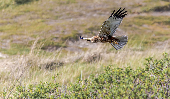 Bruine Kiekendief ♂, Eurasian Marsh Harrier, Texel 2026