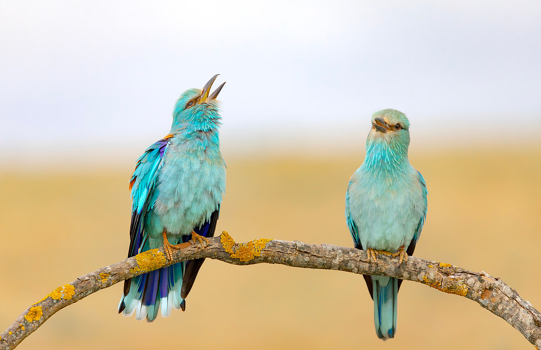 Scharrelaar-balts, European Roller courtship, Campo Lugar, España 2019