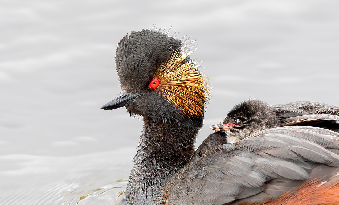 Geoorde fuut, juv, Black-necked Grebe/Eard Grebe, Onner Polder, Groningen 2021