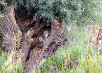 Steenuil juv, Little Owl, Groene Hart, Nederland 2025