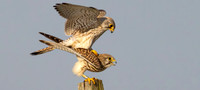Torenvalk ♀, ♂, Common Kestrel, Kockengen 23-03-2026, 0S1A5198 X klein logo blog