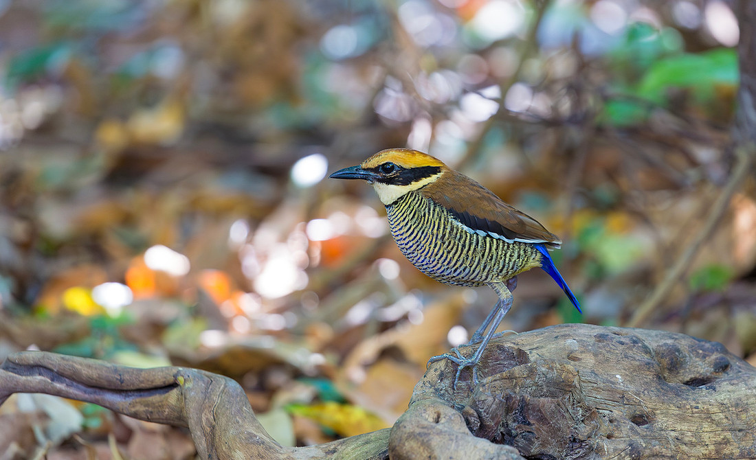 Javan Banded Pitta ♀, Bali Barat Ntl Park, Bali 2018