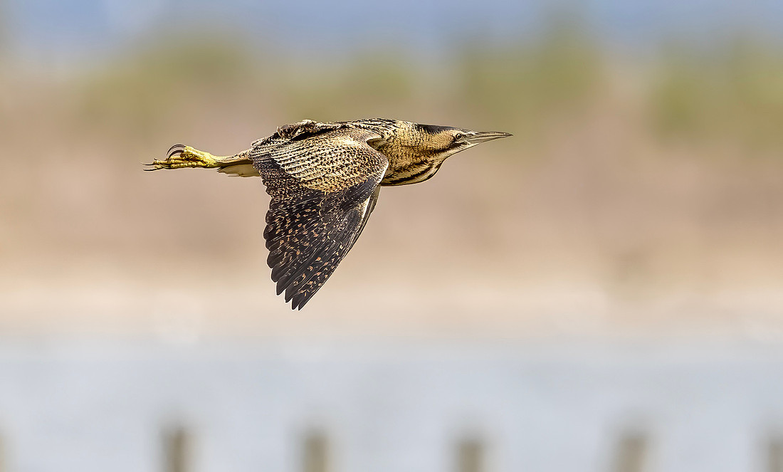 Roerdomp vliegend, Eurasian Bittern flying, Marker Wadden 2024