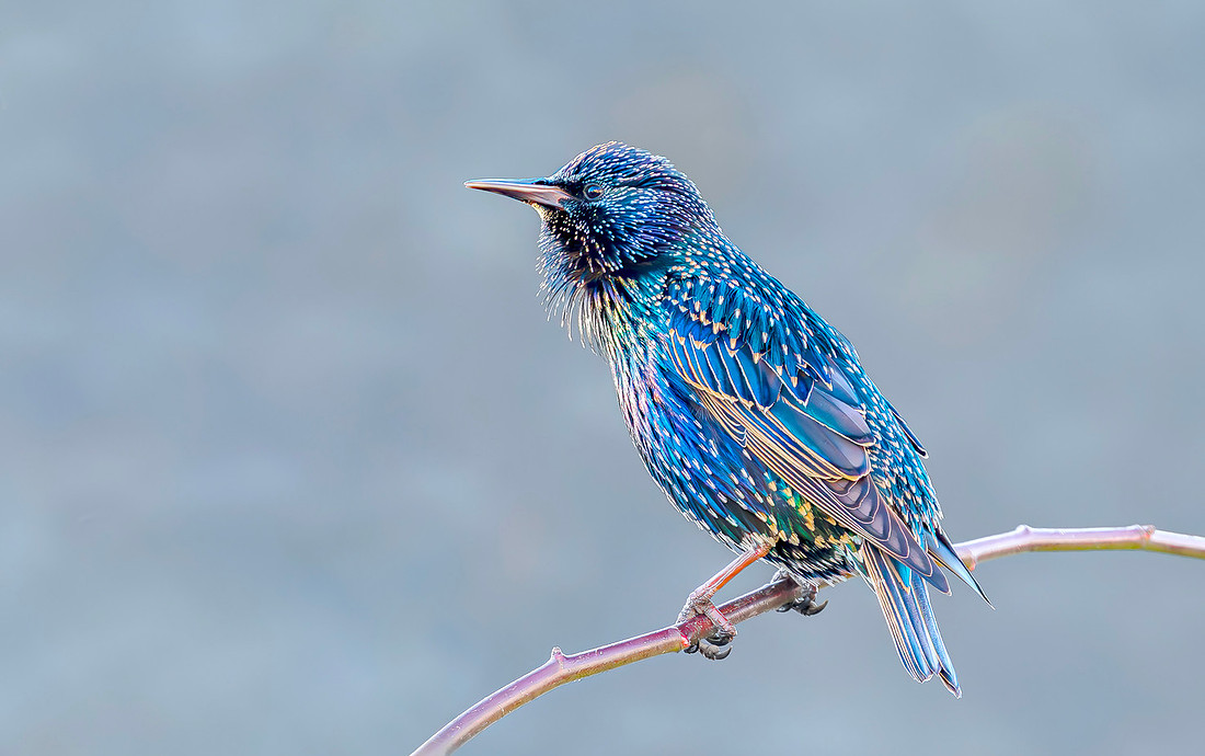 Spreeuw, Common Starling, Kockengen 2016