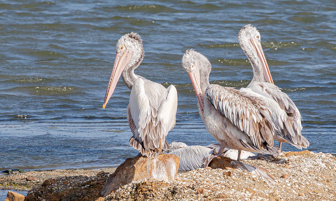 Spot-billed Pelican, Bundala NP, Sri Lanka 2019