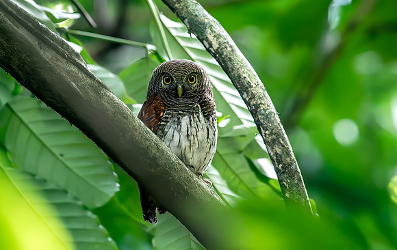 Chestnut-backed Owlet, Sri Lanka 2019