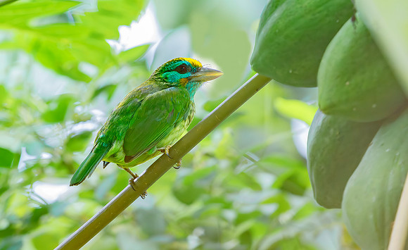 Yellow-fronted Barbet, Sri Lanka 2019