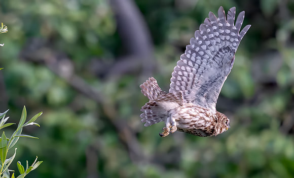 Steenuil, Little Owl, Groene Hart, Nederland 2026