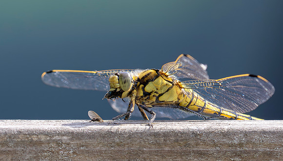 Gewone oeverlibel eet vlieg, Black-tailed Skimmer eating a fly, Bodegraven 2025