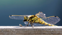 Gewone oeverlibel eet vlieg, Black-tailed Skimmer eating a fly, Bodegraven 2025