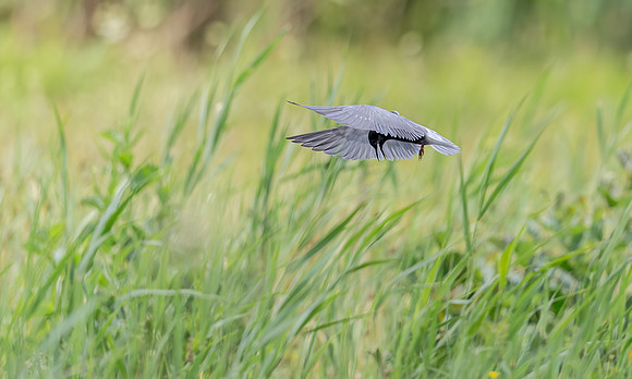 Zwarte Stern, Black Tern, Kockengen 2017