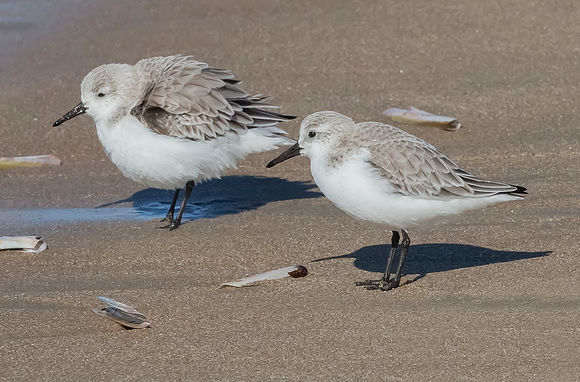 Drieteenstrandloper winter, Sanderling, IJmuiden 2016
