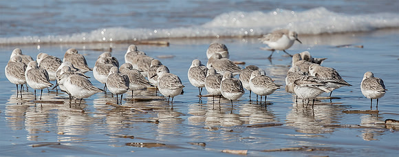 Drieteenstrandloper winter, Sanderling, IJmuiden 2016