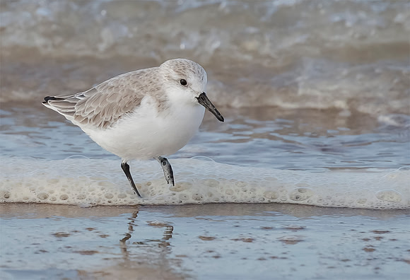 2485 Drieteenstrandloper, IJmuiden, 07-03-2015, S1A7737 def rec b