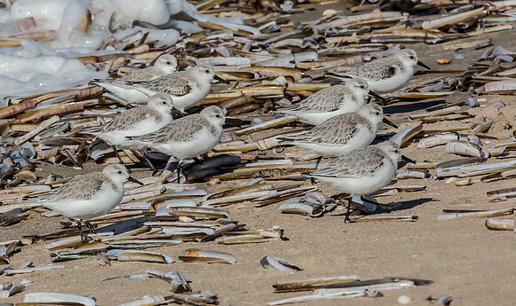 Drieteenstrandloper winter, Sanderling, IJmuiden 2016