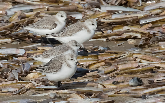 Drieteenstrandloper winter, Sanderling, IJmuiden 2016