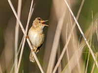 Bosrietzanger, Marsh Warbler, Waverhoek 2020
