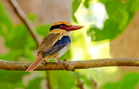 Sulawesi Lilac Kingfisher ♂, Tangkoko, Sulawesi, Indonesia 2018