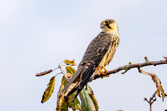 Boomvalk, European Hobby, Texel 2020